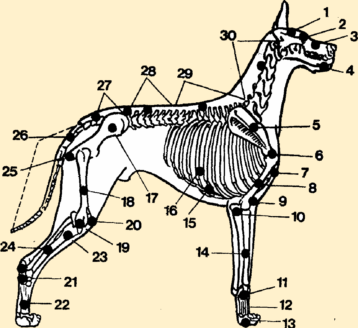 Кости собаки схема